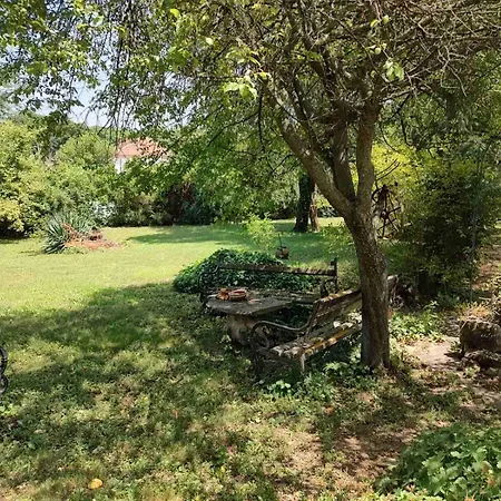 Lavandula * Malko Tŭrnovo