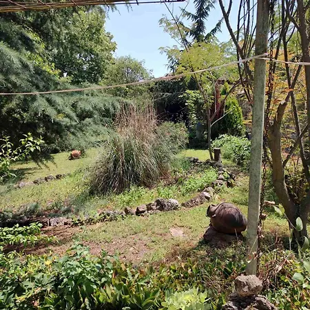 بيت للعطل Lavandula *